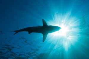 Біля Антарктиди вперше зафіксували акулу