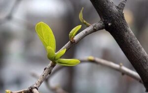 Синоптики спрогнозували, яким буде березень в Україні