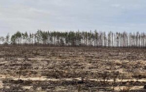 В Україні викрили схеми незаконних рубок на 18 млн