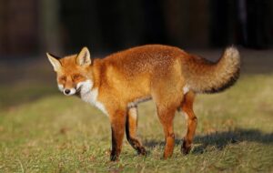 Лисиця проти вовка: унікальне відео полювання тварин