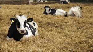 Росія приховує спалахи небезпечних хвороб тварин – розвідка