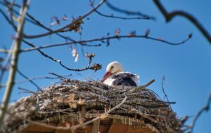 Свята 17 березня 2026 року: іменини, прикмети