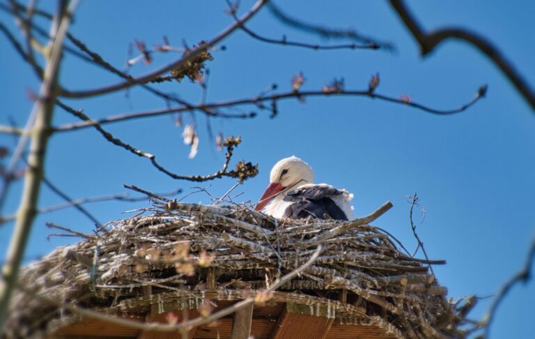 У знаменитих лелек Грицика і Одарки поповнення