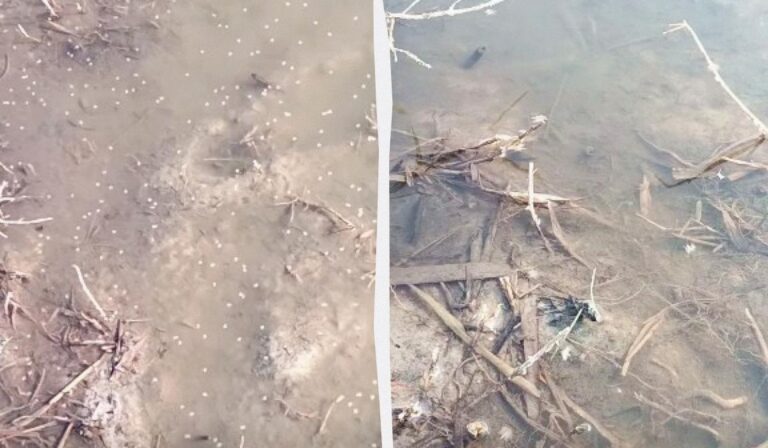 В Одеській області зафіксовано мільярди комарів