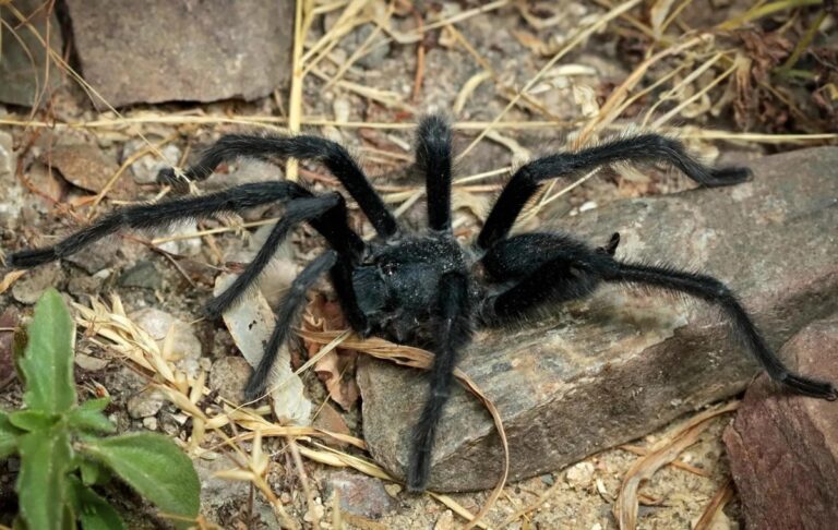 Вчені відкрили новий вид тарантулів